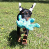 Doberman puppies for sale