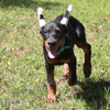 Doberman puppies for sale