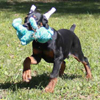 Doberman puppies for sale