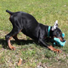 Doberman puppies for sale