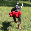 Doberman puppies for sale