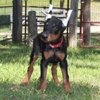 Doberman puppies for sale