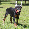 Doberman puppies for sale