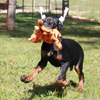 Doberman puppies for sale