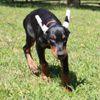 Doberman puppies for sale