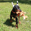 Doberman puppies for sale