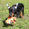 Doberman puppies for sale