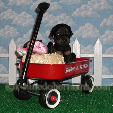 DOBERMAN PINSCHER PUPPY
