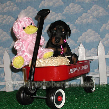 DOBERMAN PINSCHER PUPPY
