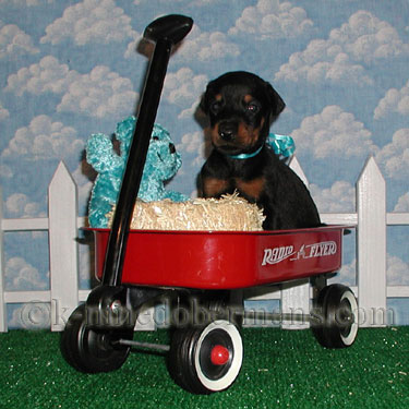 DOBERMAN PINSCHER PUPPY