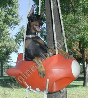 We fly doberman puppies