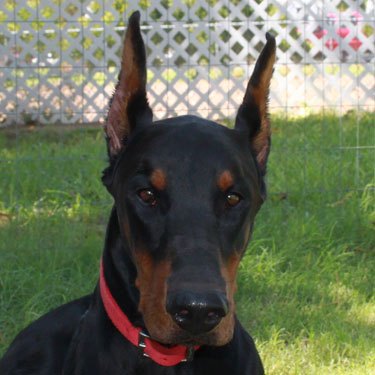 VWD Clear Black and Rust  Doberman Pinscher Stud