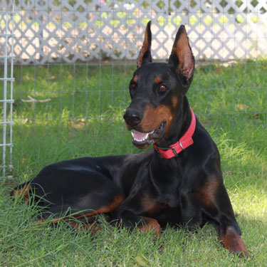 DOBERMAN PINSCHER STUD