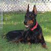 VWD Clear Black and Rust  Doberman Pinscher Stud