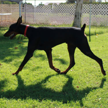 VWD Clear Black and Rust  Doberman Pinscher Stud