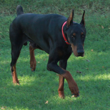 DOBERMAN PINSCHER STUD