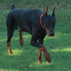 VWD Clear Black and Rust  Doberman Pinscher Stud