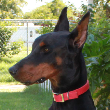 VWD Clear Black and Rust  Doberman Pinscher Stud