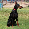 VWD Clear Black and Rust  Doberman Pinscher Stud