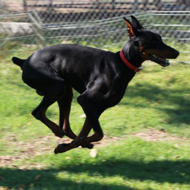 DOBERMAN PINSCHER STUD