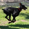 VWD Clear Black and Rust  Doberman Pinscher Stud