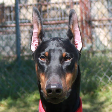 DOBERMAN PINSCHER STUD