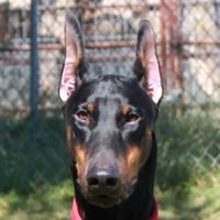 VWD Clear Black and Rust  Doberman Pinscher Stud