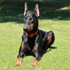 VWD Clear Black and Rust  Doberman Pinscher Stud