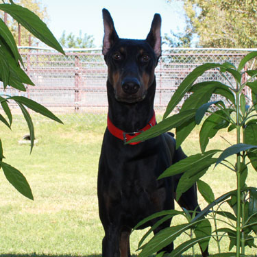 VWD Clear Black and Rust  Doberman Pinscher Stud