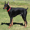 VWD Clear Black and Rust  Doberman Pinscher Stud