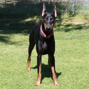 VWD Clear Black and Rust  Doberman Pinscher Stud