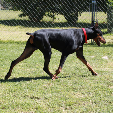 DOBERMAN PINSCHER STUD