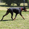 VWD Clear Black and Rust  Doberman Pinscher Stud