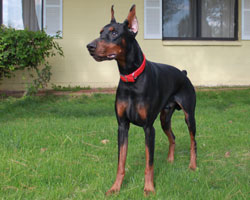 doberman puppies for sale in va doberman pinscher puppies for sale doberman puppies for sale in va doberman pinscher puppies for sale