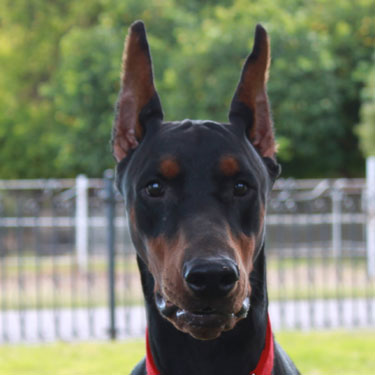 VWD Clear Black and Rust  Doberman Pinscher Stud