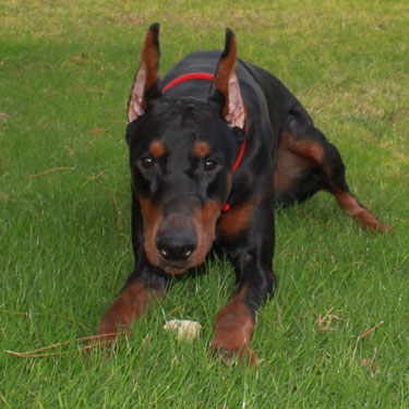 DOBERMAN PINSCHER STUD