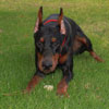 VWD Clear Black and Rust  Doberman Pinscher Stud