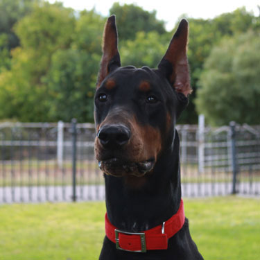 VWD Clear Black and Rust  Doberman Pinscher Stud