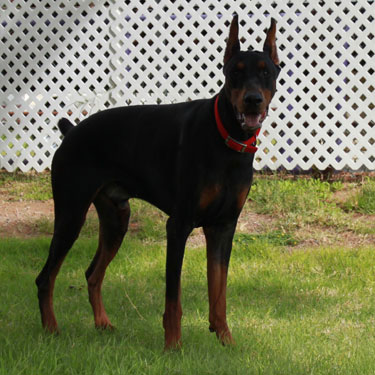 DOBERMAN PINSCHER STUD