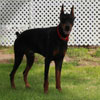 VWD Clear Black and Rust  Doberman Pinscher Stud