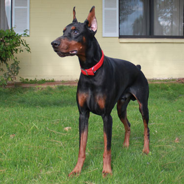 VWD Clear Black and Rust  Doberman Pinscher Stud