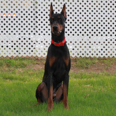 DOBERMAN PINSCHER STUD