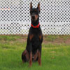 VWD Clear Black and Rust  Doberman Pinscher Stud