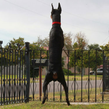DOBERMAN PINSCHER STUD