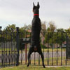 VWD Clear Black and Rust  Doberman Pinscher Stud