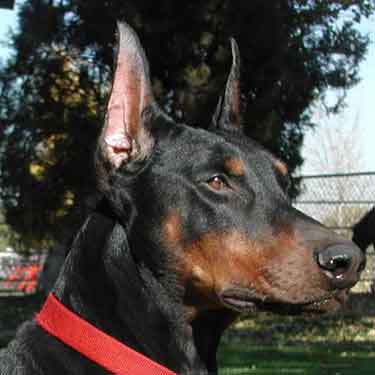Doberman Puppies for Sale doberman puppies for sale. Doberman Puppies for Sale