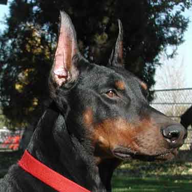 doberman puppies for sale. Doberman Puppies for Sale