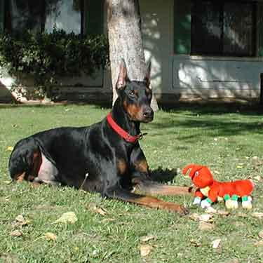 doberman puppies for sale. Champion