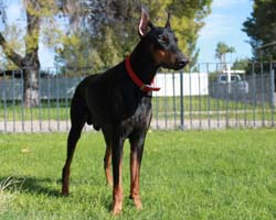 blue doberman pinscher for sale